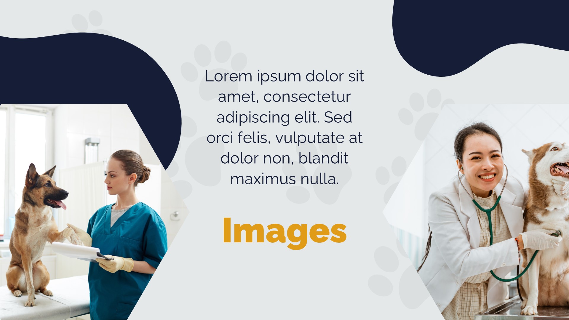 Veterinary Clinic PowerPoint Template7