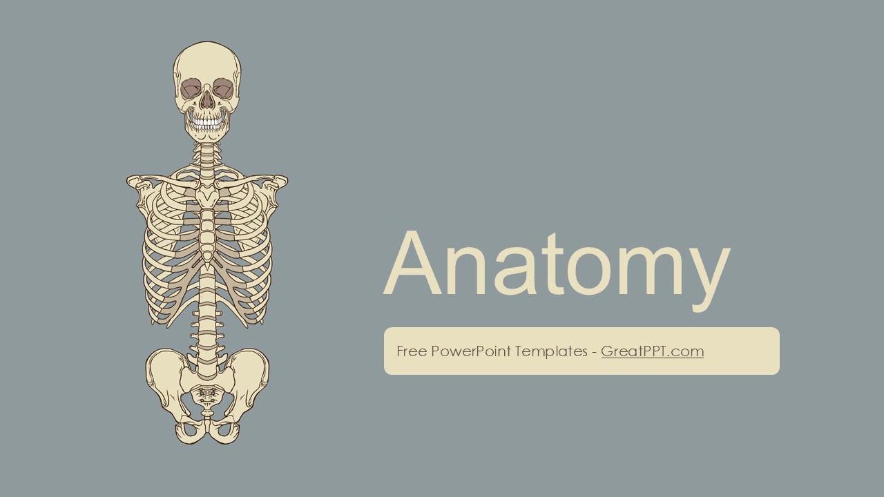 Anatomy PowerPoint Template 1